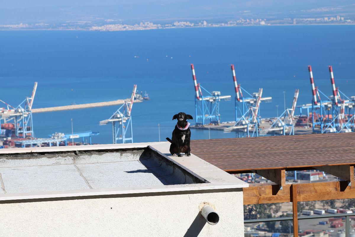 Dog on a hot tin roof
