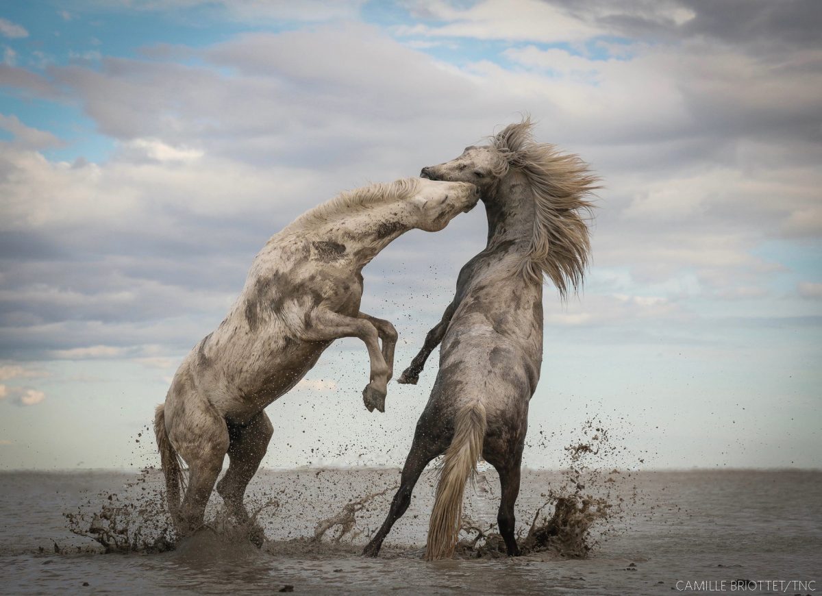 Grand Prize: STALLIONS PLAYING | CAMARGUE, FRANCE "The power of the animal kingdom." Photo by Camille Briottet, Lyon, France.