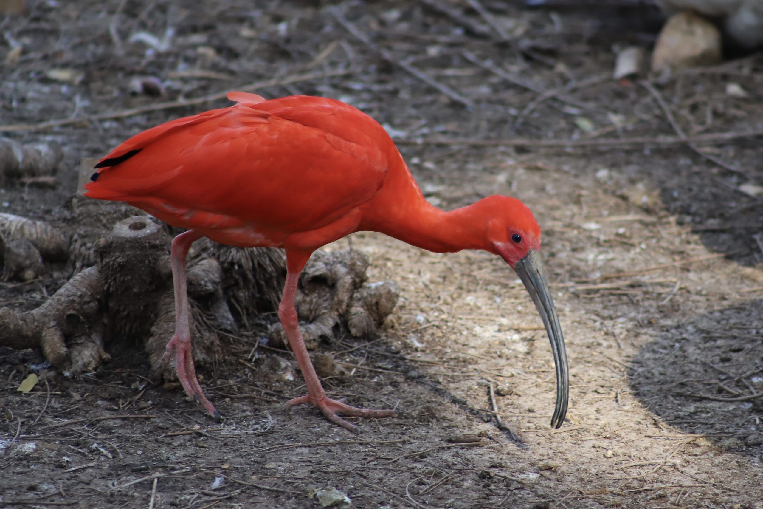 Photo of the Day: Scarlet ibis