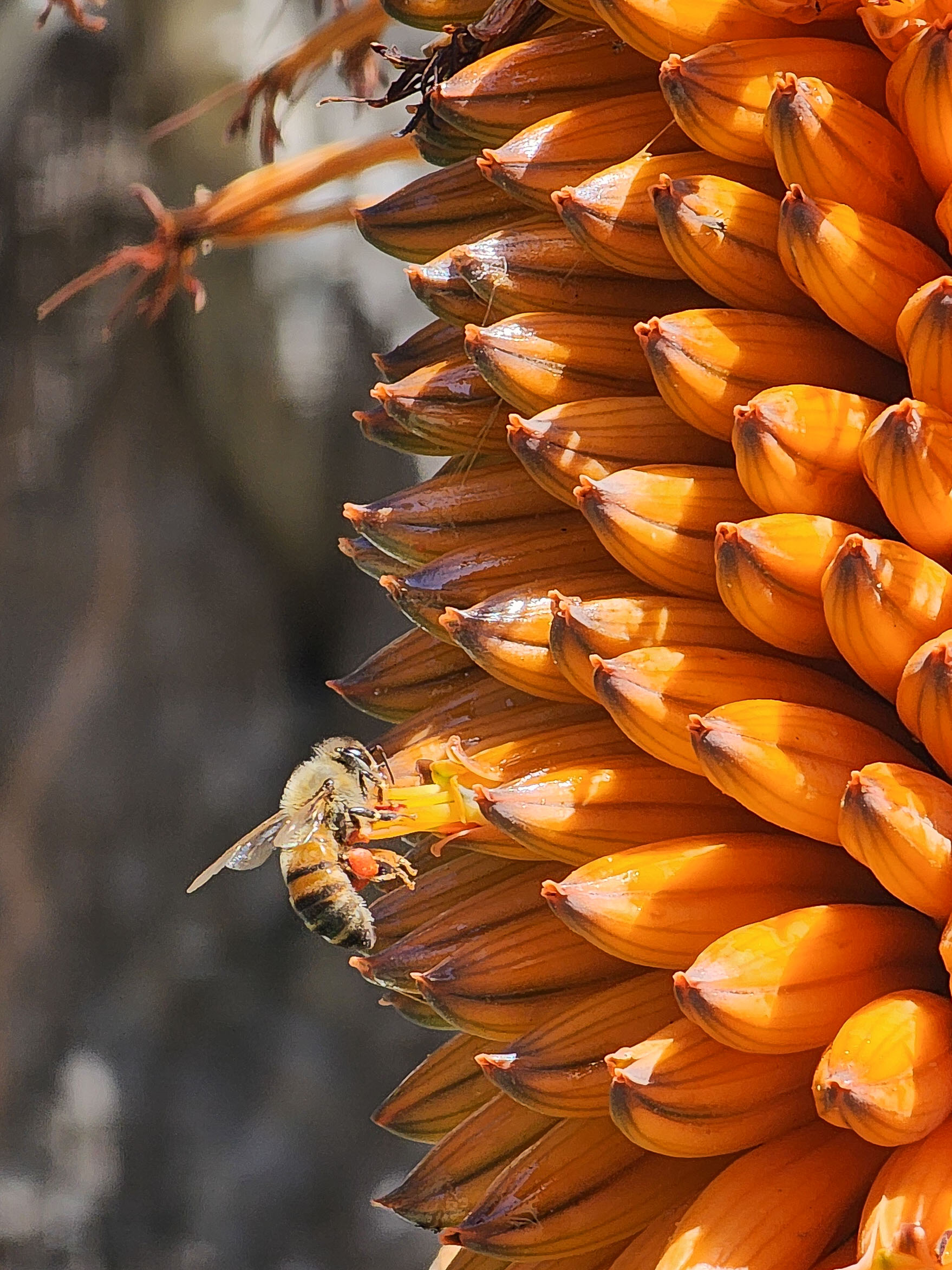 Macro Photography: The Small Worlds That Only Exist When You Lean In